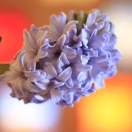 Hotel Christina Seefeld in Tirol