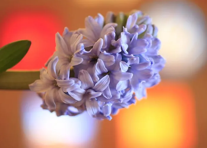 Hotel Christina Seefeld in Tirol