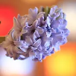 Hotel Christina Seefeld in Tirol